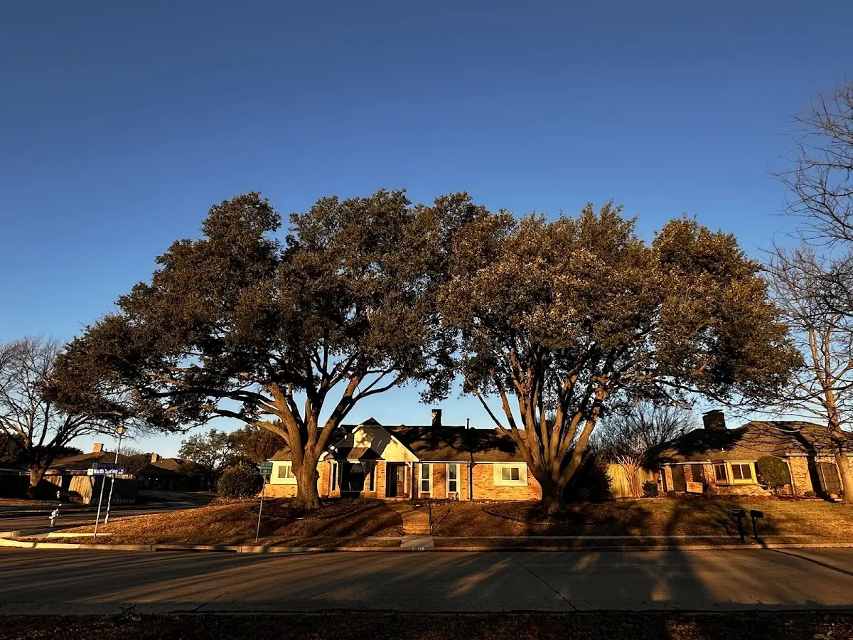 Established residential canopy tree shading a home in Williamstown